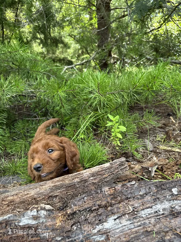 CKC Powder Girl – Miniature Goldendoodle puppy for sale in Eastman, GA