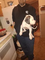 Bodanes, a male Great Dane for sale in Goldendale, WA – 6 of 9