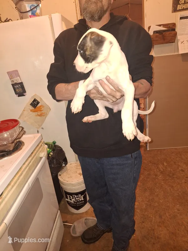 Bodanes – Great Dane puppy for sale in Goldendale, WA