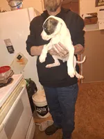 Bodanes, a male Great Dane for sale in Goldendale, WA – 1 of 9