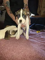 Bodanes, a male Great Dane for sale in Goldendale, WA – 5 of 9