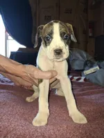 Bodanes, a male Great Dane for sale in Goldendale, WA – 4 of 9