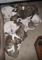 Bodanes, a male Great Dane for sale in Goldendale, WA – 2 of 9