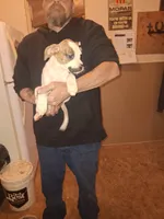 Bodanes, a male Great Dane for sale in Goldendale, WA – 7 of 9
