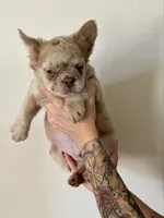 Zeus, a male French Bulldog for sale in Marana, AZ – Photo 4 of 6