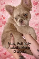 Zeus, a male French Bulldog for sale in Marana, AZ – Photo 1 of 6