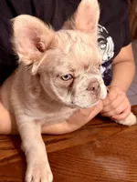 Zeus, a male French Bulldog for sale in Marana, AZ – Photo 3 of 6