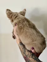 Zeus, a male French Bulldog for sale in Marana, AZ – Photo 5 of 6