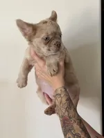 Zeus, a male French Bulldog for sale in Marana, AZ – Photo 2 of 6