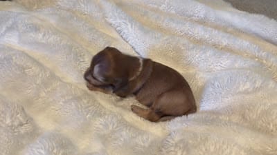 Ziggy, a male Miniature Dachshund for sale in Waterford, CA – 3 of 3