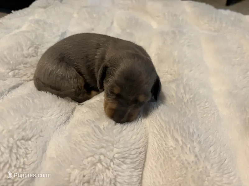 Smokey – Miniature Dachshund puppy for sale in Waterford, CA