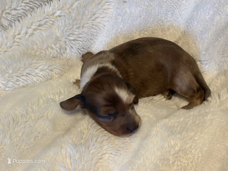 Ziggy – Miniature Dachshund puppy for sale in Waterford, CA