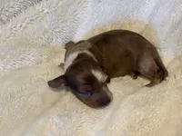 Ziggy, a male Miniature Dachshund for sale in Waterford, CA – 1 of 3