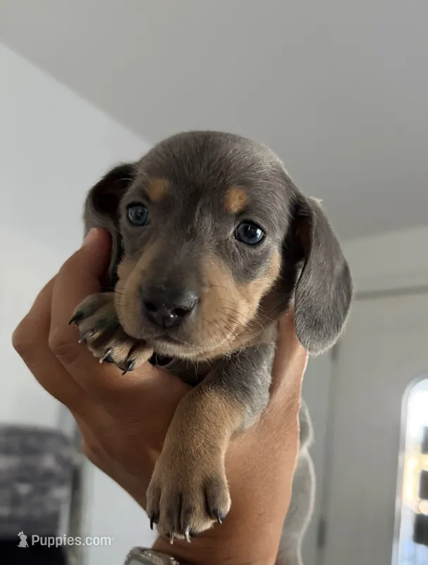 Smokey – Miniature Dachshund puppy for sale in Waterford, CA