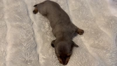 Smokey, a male Miniature Dachshund for sale in Waterford, CA – 3 of 3