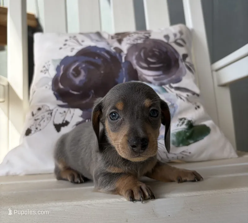 Smokey – Miniature Dachshund puppy for sale in Waterford, CA