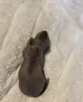 Smokey, a male Miniature Dachshund for sale in Waterford, CA – 2 of 3