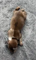 Ziggy, a male Miniature Dachshund for sale in Waterford, CA – 2 of 3