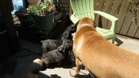 Red Girl , a female Cane Corso and English Mastiff for sale in Livonia, MI – 7 of 7