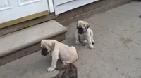 Fawn Light Purple Girl , a female Cane Corso and English Mastiff for sale in Livonia, MI – 4 of 6