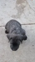 Blue Guy , a male Cane Corso and English Mastiff for sale in Livonia, MI – 2 of 6