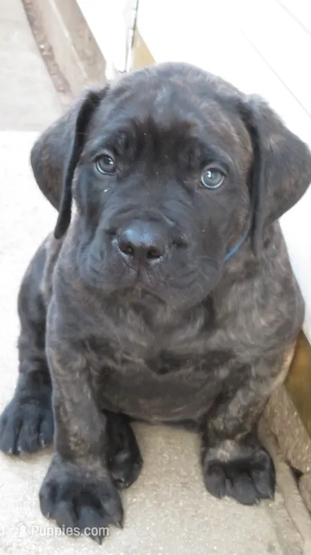 Blue Guy  – Cane Corso, English Mastiff puppy for sale in Livonia, MI