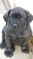 Blue Guy , a male Cane Corso and English Mastiff for sale in Livonia, MI – 1 of 6