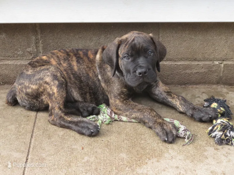 Green Guy  – Cane Corso, English Mastiff puppy for sale in Livonia, MI