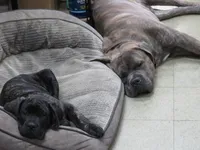 Blue Guy aka Tommy, a male Cane Corso and English Mastiff for sale in Livonia, MI – 3 of 5