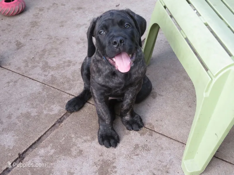Blue Guy  – Cane Corso, English Mastiff puppy for sale in Livonia, MI