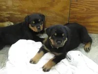 Yellow Girl , a female Rottweiler for sale in Livonia, MI – 2 of 2