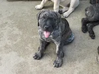 Red Girl , a female Cane Corso and English Mastiff for sale in Livonia, MI – 2 of 7