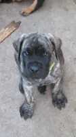 Neon Green , a male Cane Corso and English Mastiff for sale in Livonia, MI – 1 of 4