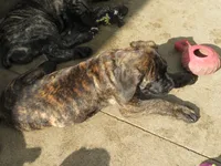 Green Guy , a male Cane Corso and English Mastiff for sale in Livonia, MI – 2 of 6