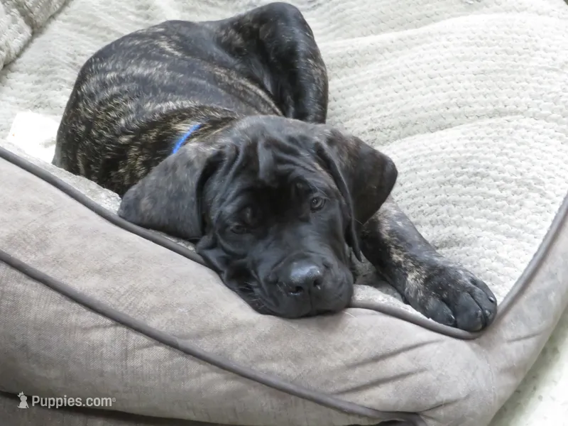 Blue Guy  – Cane Corso, English Mastiff puppy for sale in Livonia, MI