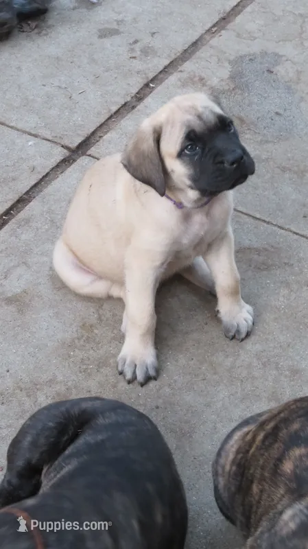 Fawn Light Purple Girl  – Cane Corso, English Mastiff puppy for sale in Livonia, MI