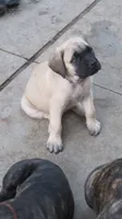 Fawn Light Purple Girl , a female Cane Corso and English Mastiff for sale in Livonia, MI – 1 of 6