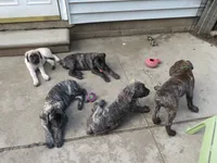 Red Girl , a female Cane Corso and English Mastiff for sale in Livonia, MI – 3 of 7