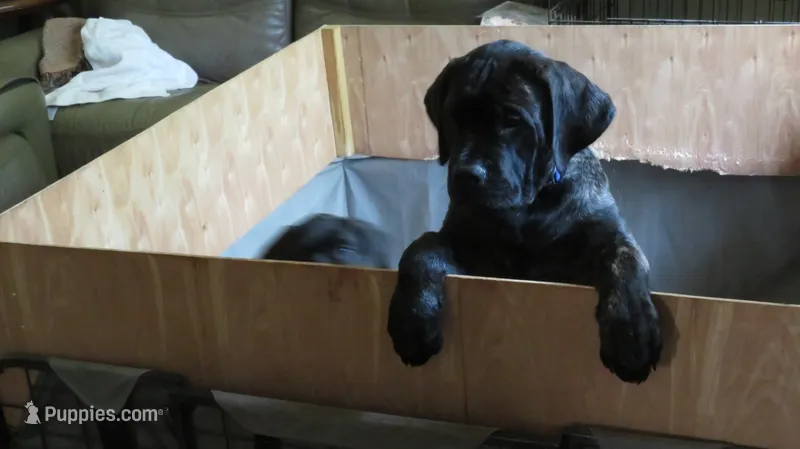Blue Guy aka Tommy – Cane Corso, English Mastiff puppy for sale in Livonia, MI