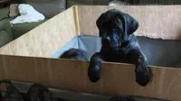 Blue Guy aka Tommy, a male Cane Corso and English Mastiff for sale in Livonia, MI – 1 of 5