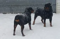 Pink Girl , a female Rottweiler for sale in Livonia, MI – 3 of 4