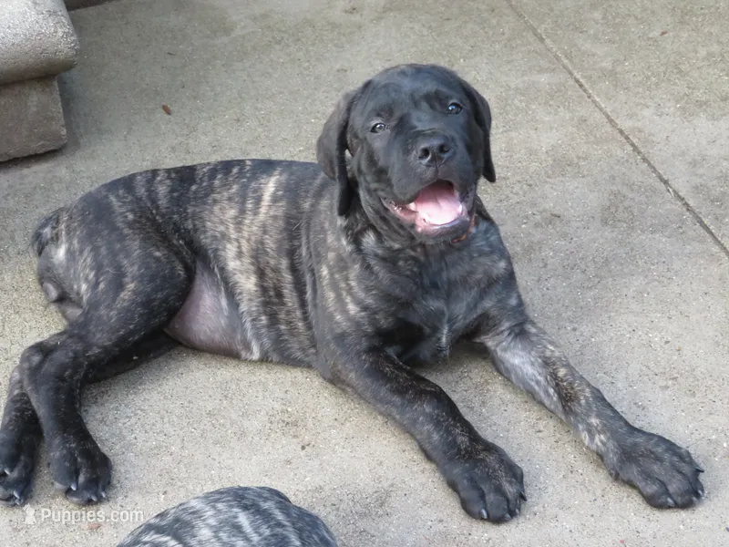 Red Girl  – Cane Corso, English Mastiff puppy for sale in Livonia, MI