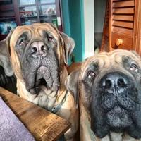 Neon Green , a male Cane Corso and English Mastiff for sale in Livonia, MI – 3 of 4