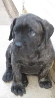 Blue Guy , a male Cane Corso and English Mastiff for sale in Livonia, MI – 3 of 6