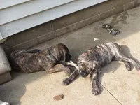 Green Guy , a male Cane Corso and English Mastiff for sale in Livonia, MI – 3 of 6