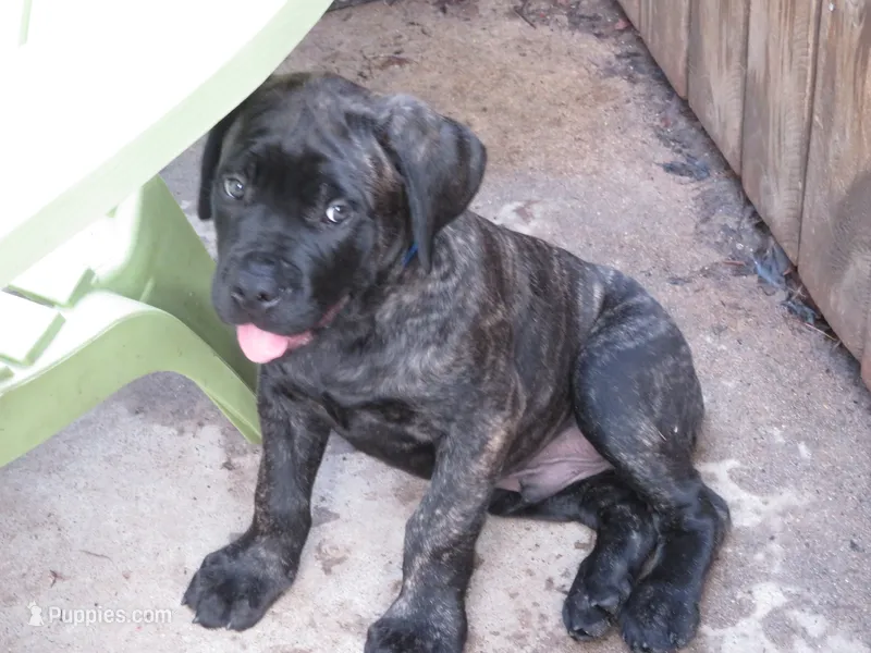 Blue Guy  – Cane Corso, English Mastiff puppy for sale in Livonia, MI