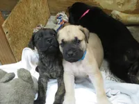 Fawn Light Blue Boy, a male Cane Corso and English Mastiff for sale in Livonia, MI – 3 of 5