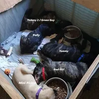 Tommy, a male Cane Corso and English Mastiff for sale in Livonia, MI – 4 of 4
