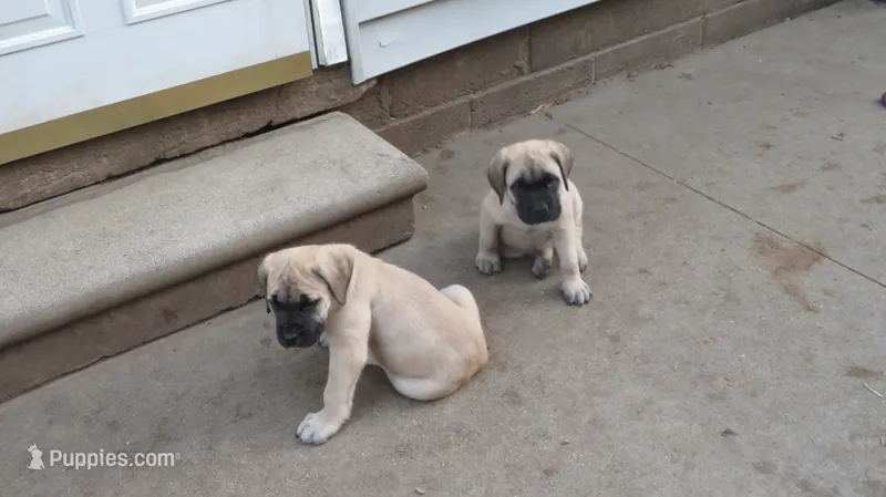 Fawn Light Blue Boy – Cane Corso, English Mastiff puppy for sale in Livonia, MI