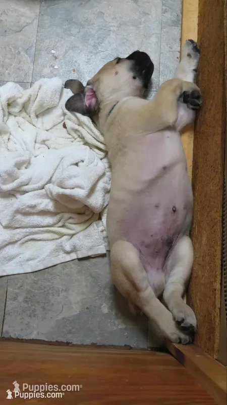Fawn Light Blue Boy – Cane Corso, English Mastiff puppy for sale in Livonia, MI